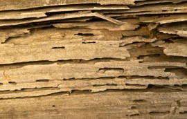 termite damage to wall